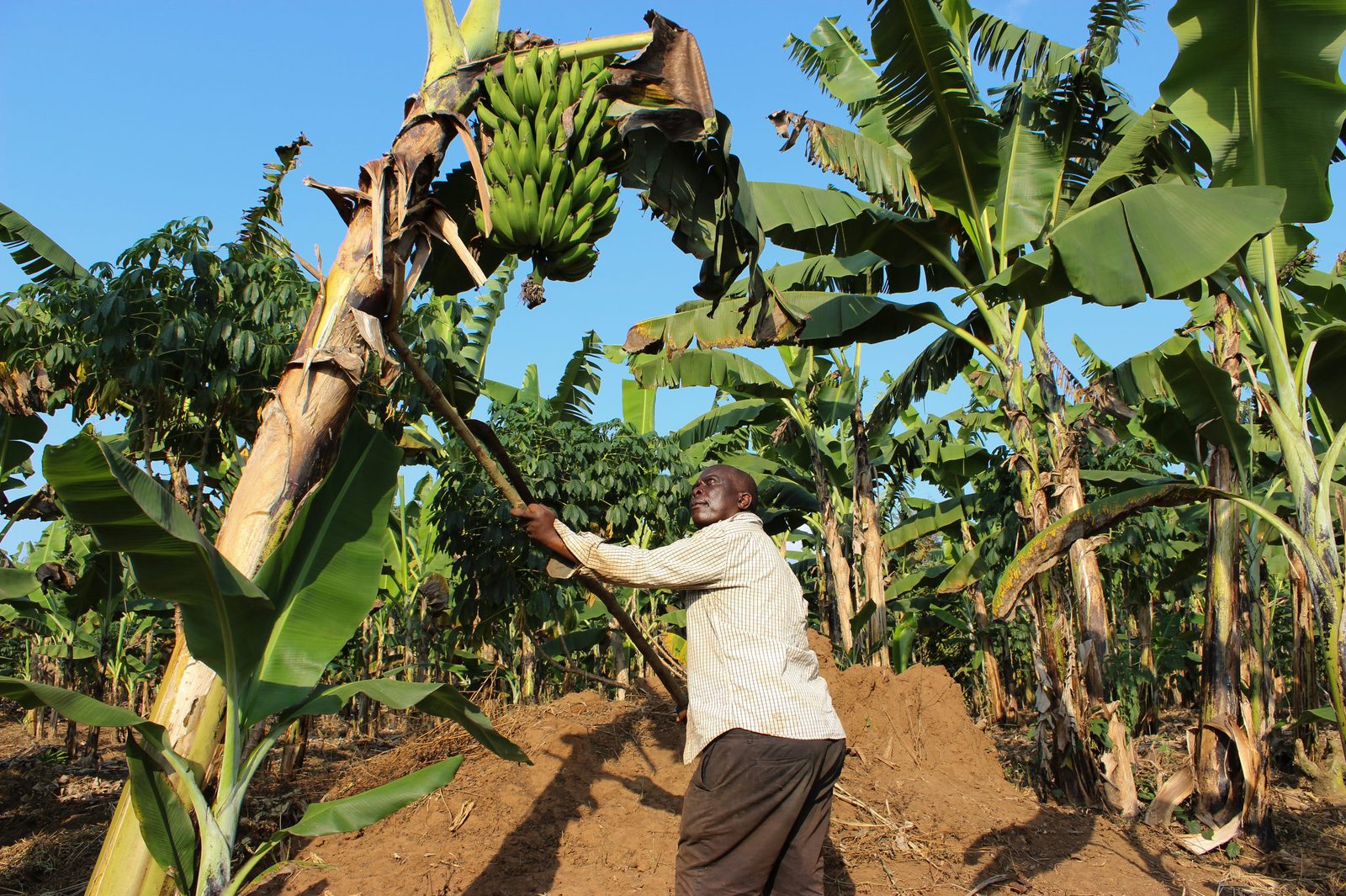 A farmer tending a healthy banana plantation