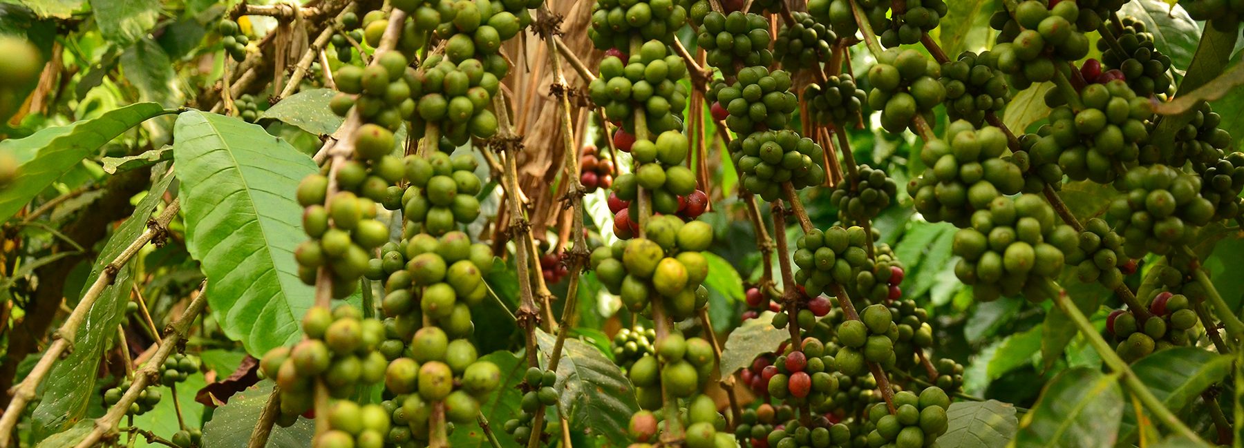 Ripening coffee berries on the branch, ready for value addition