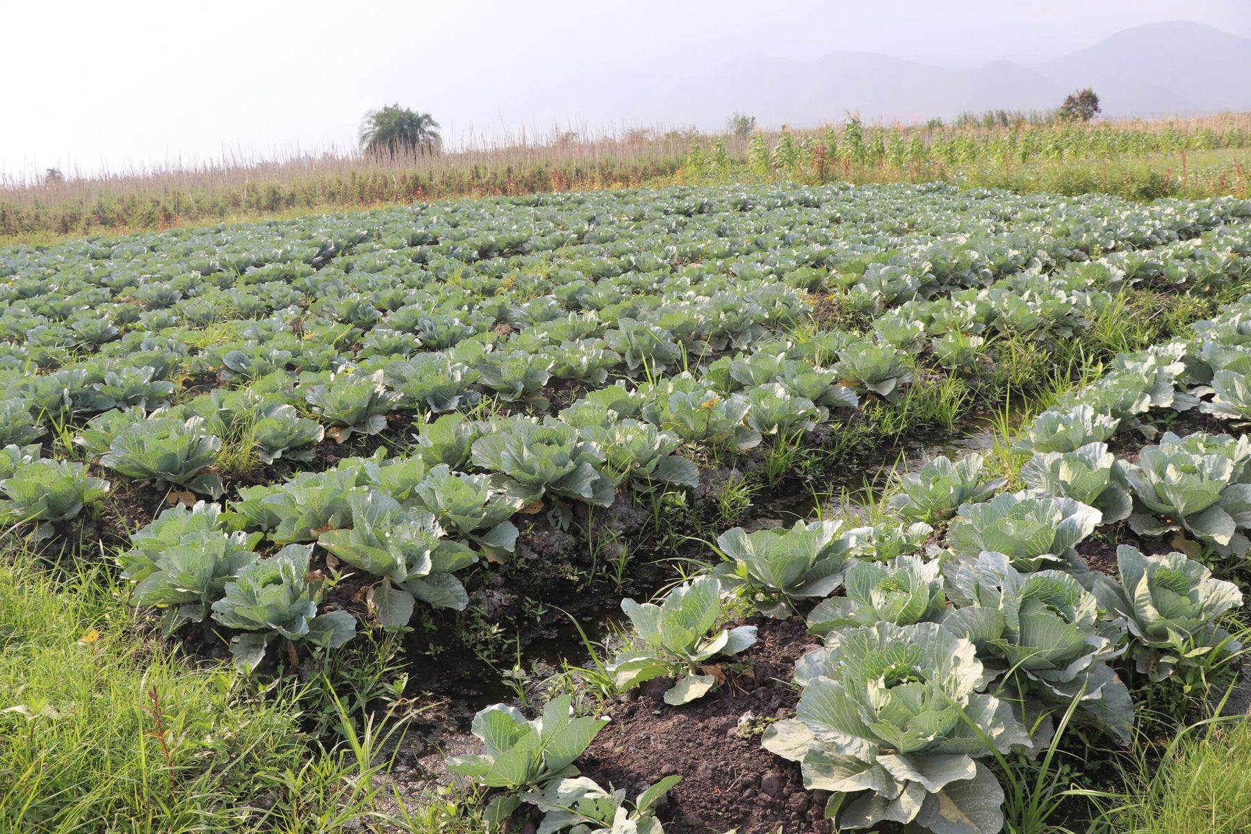 Neat rows of leafy vegetables growing in a managed LAGRAINE field