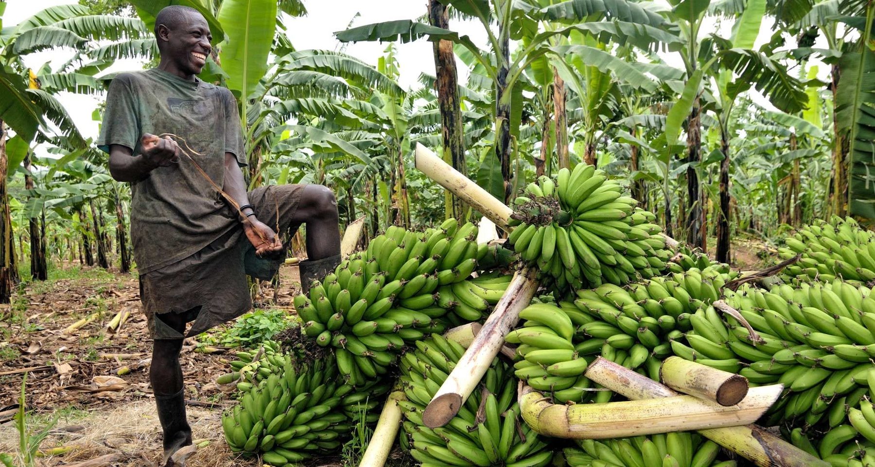 Bananas harvested and gathered for market