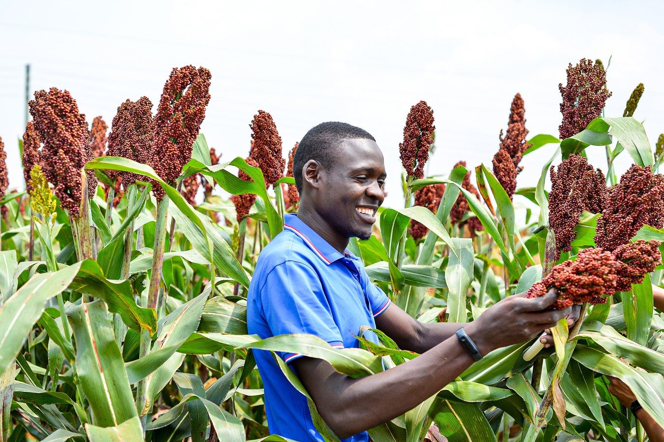 A Ugandan farmer smiling among tall sorghum plants