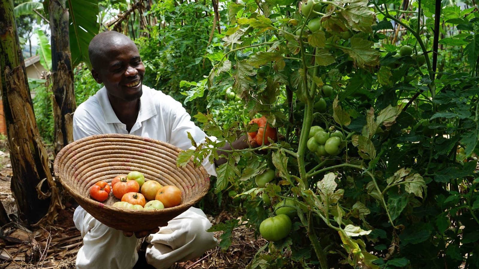 A farmer holding a basket of freshly picked tomatoes