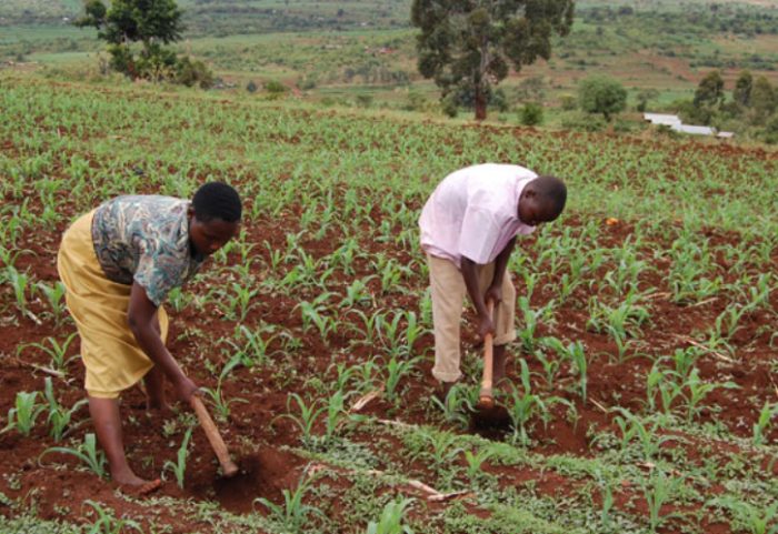 Farmers planting a new crop by hand