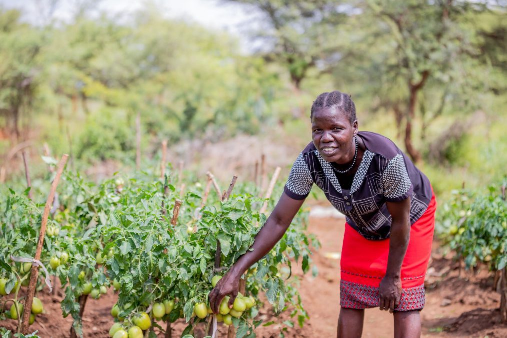 A farmer harvesting ripe tomatoes